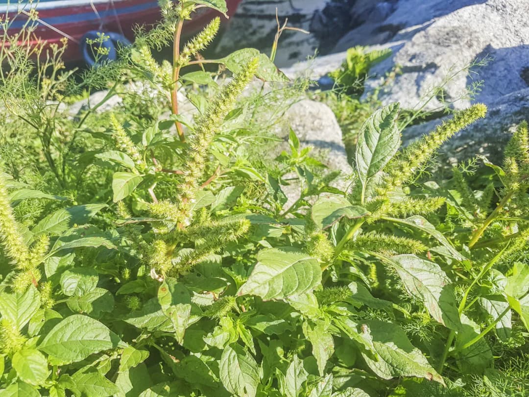 Jak skutecznie zwalczać komosę chwast i wykorzystać ją w kuchni