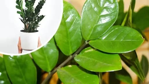 Jaka doniczka do zamiokulkasa? Oto, co musisz wiedzieć, aby nie popełnić błędu