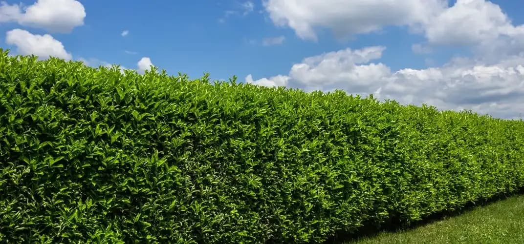 Najlepsze rośliny na żywopłot, które łatwo pielęgnować i sadzić