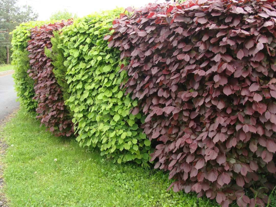 Najlepsze krzewy na żywopłot – które wybrać i jak uniknąć błędów w pielęgnacji