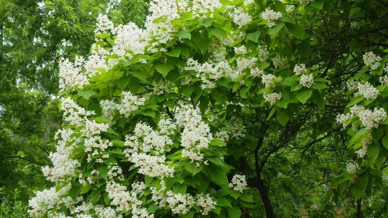 Katalpa kiedy kwitnie - poznaj sekrety jej pięknych kwiatów