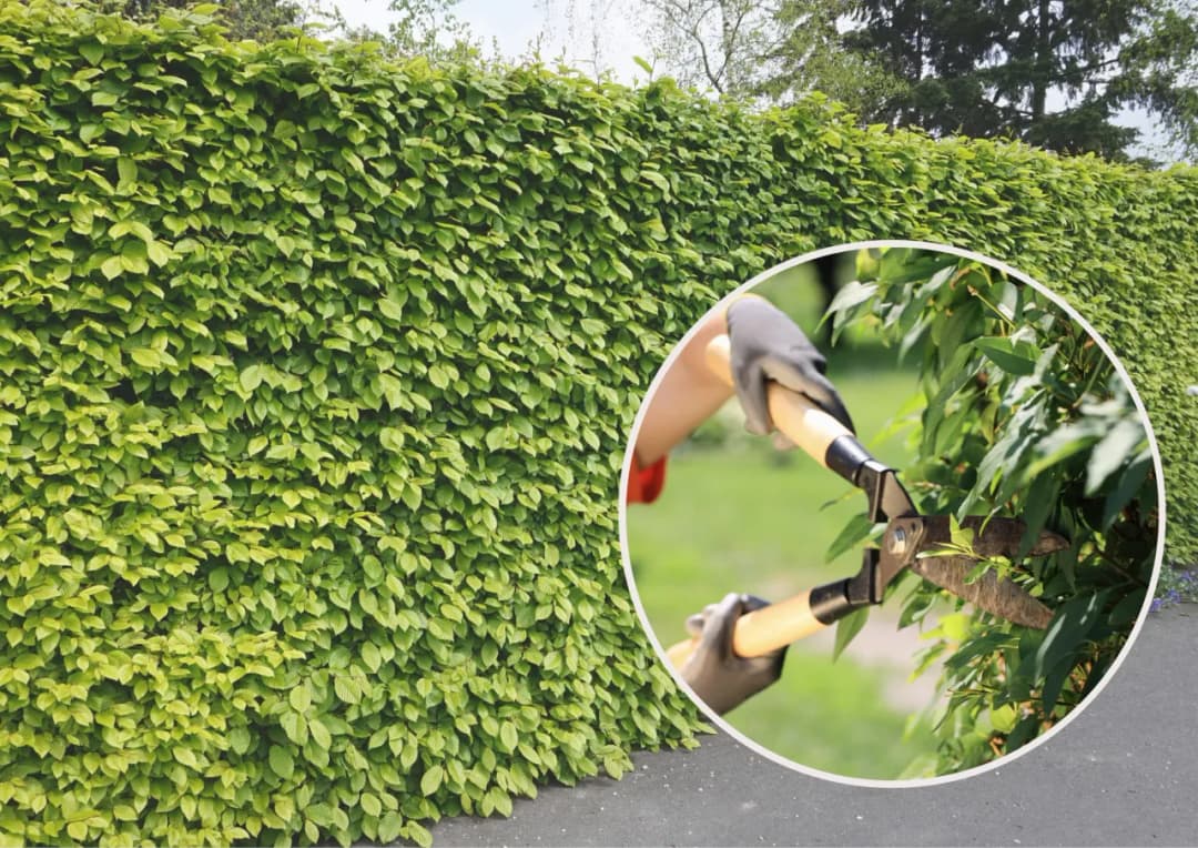 Kiedy ciąć żywopłot, aby uniknąć błędów i cieszyć się pięknym ogrodem