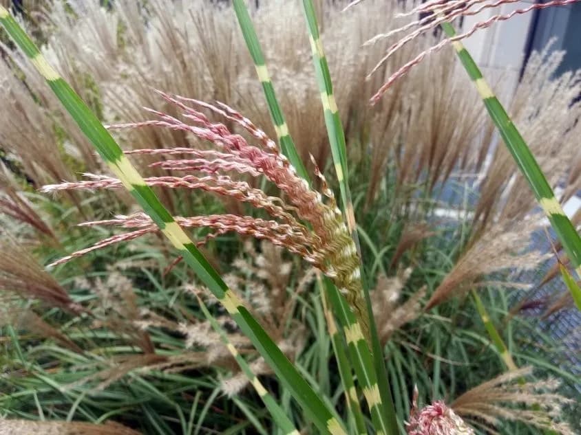 Dlaczego miskant nie kwitnie? Odkryj przyczyny braku kwiatów