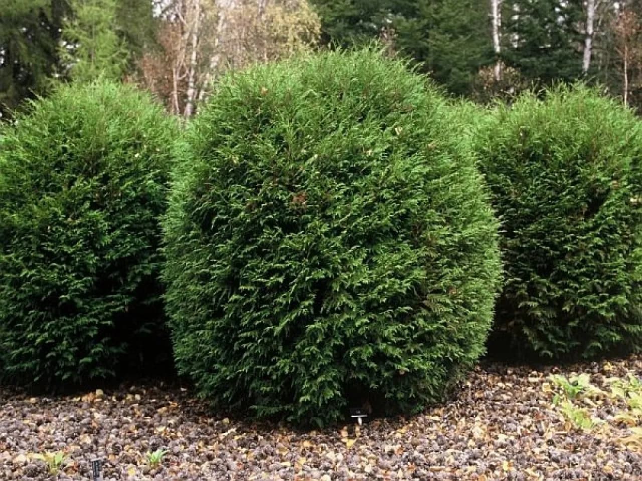 Czym pryskać tuje na wiosnę, by uniknąć chorób i szkodników? Skuteczne porady