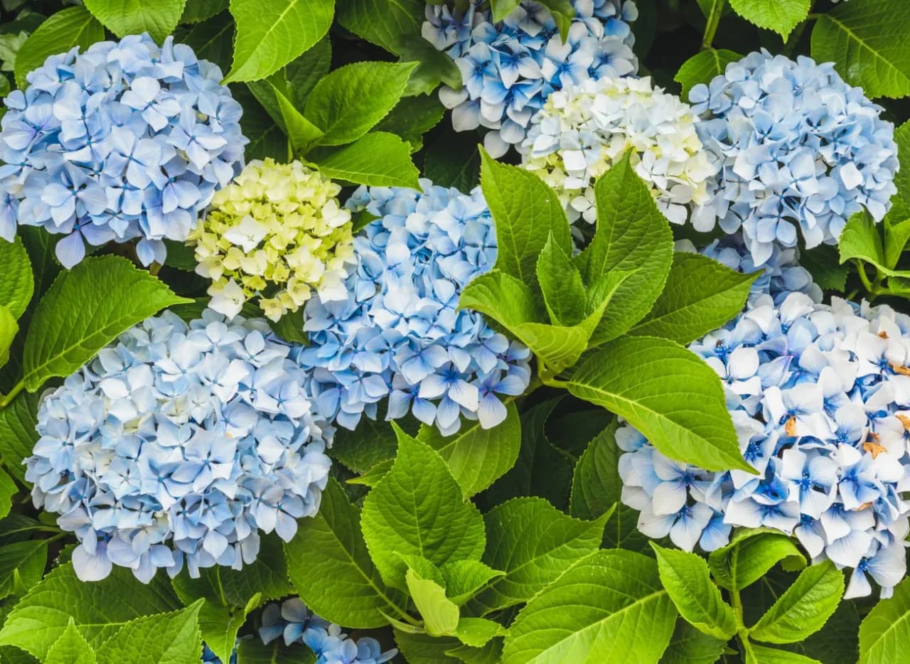 Dlaczego hortensja anabelle nie kwitnie? Oto najczęstsze przyczyny