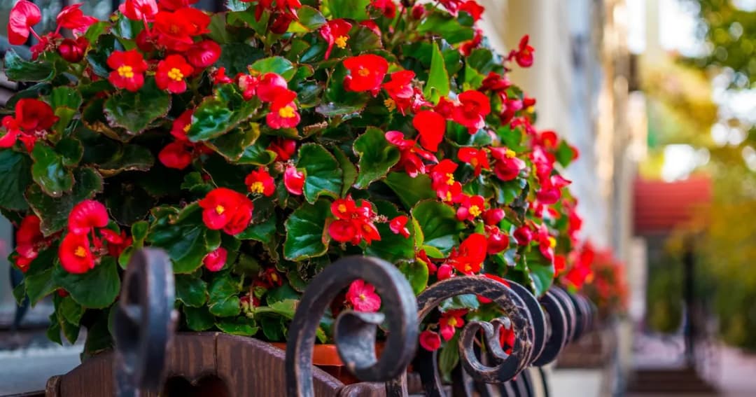 Jak przezimować begonie stale kwitnąca, aby przetrwały zimę bez szkód