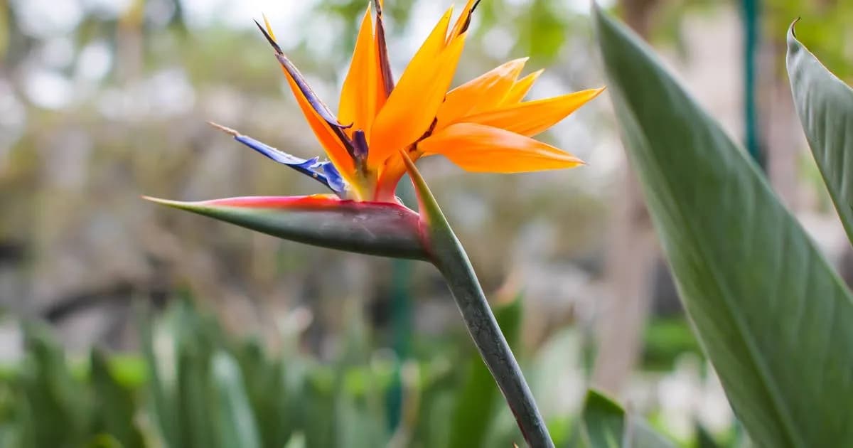 Strelicja kiedy kwitnie - poznaj tajemnice jej pięknych kwiatów