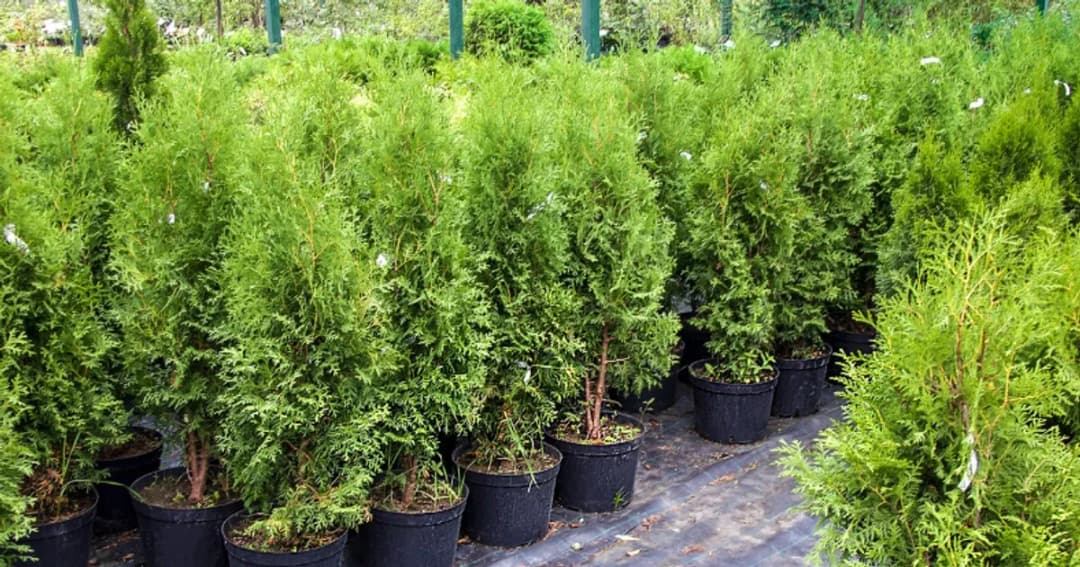 Jak przyspieszyć wzrost tui – skuteczne metody i błędy, których unikać