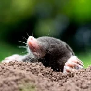 Skuteczne sposoby na pozbycie się kreta z ogrodu bez szkody dla roślin