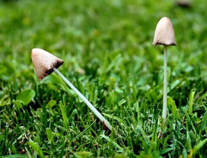 Jak skutecznie usunąć grzyby z trawnika i przywrócić jego zdrowy wygląd