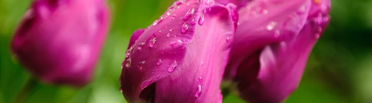 Kiedy kwitną tulipany? Odkryj idealny czas na ich sadzenie