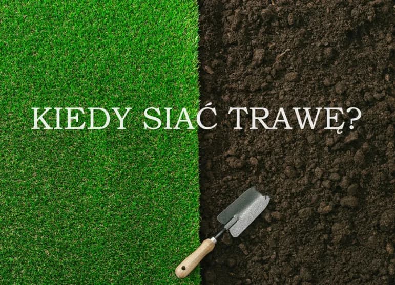 Kiedy siać trawę na trawnik, aby uniknąć błędów i cieszyć się pięknym trawnikiem?