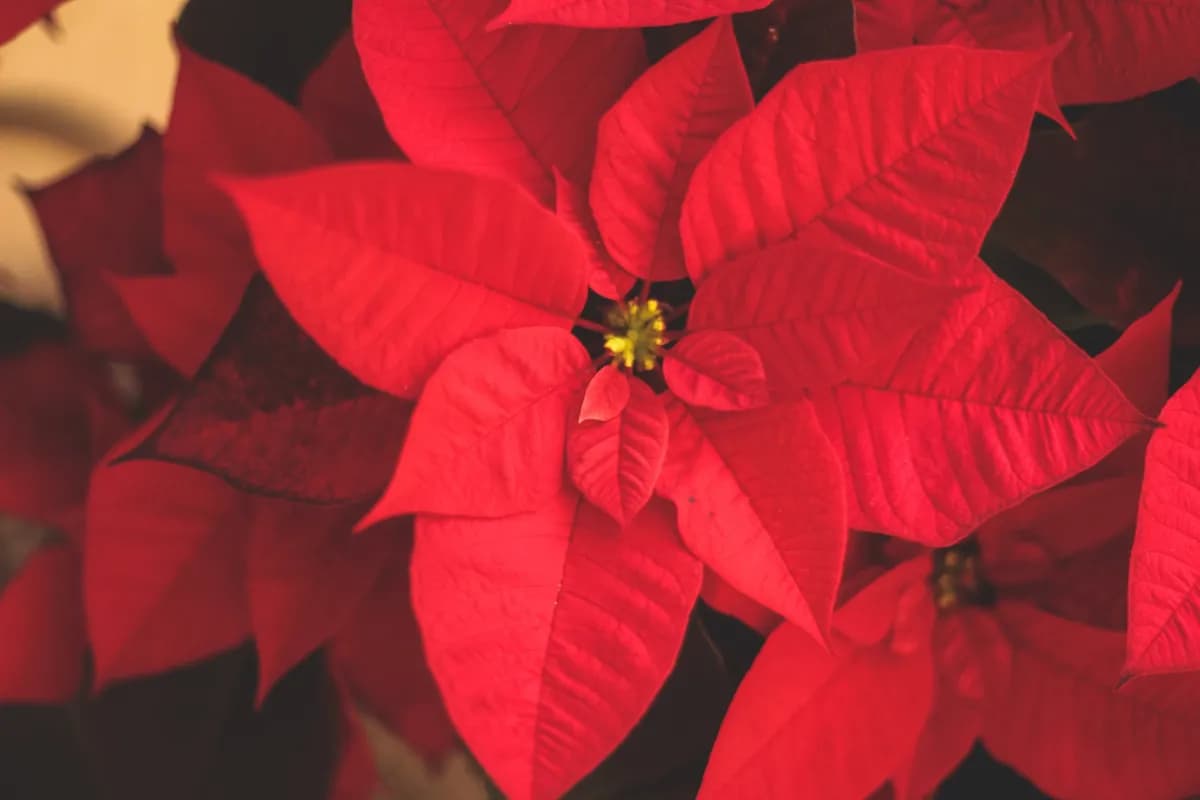 Czy gwiazda betlejemska kwitnie drugi raz? Oto kluczowe warunki