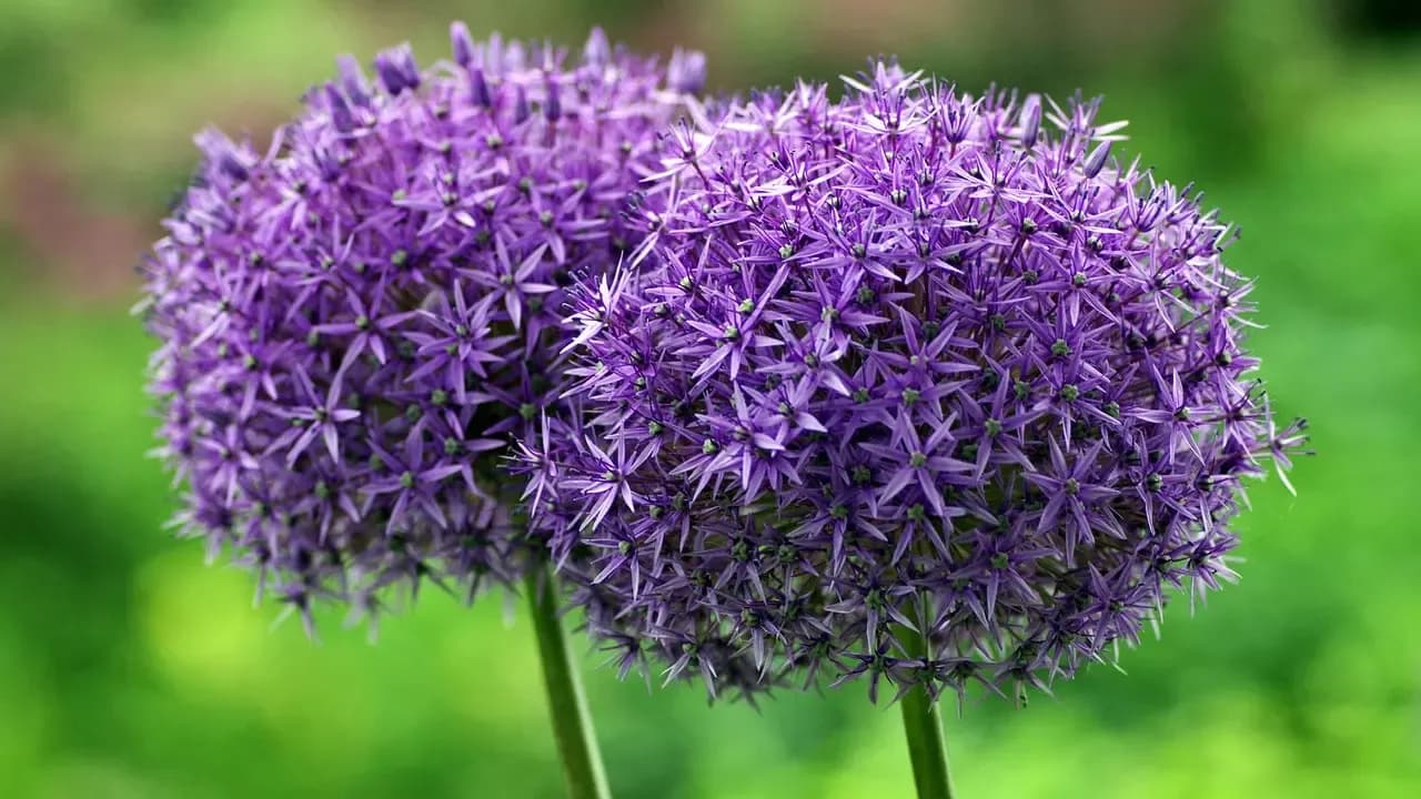 Kiedy kwitną czosnki ozdobne i jak przedłużyć ich kwitnienie