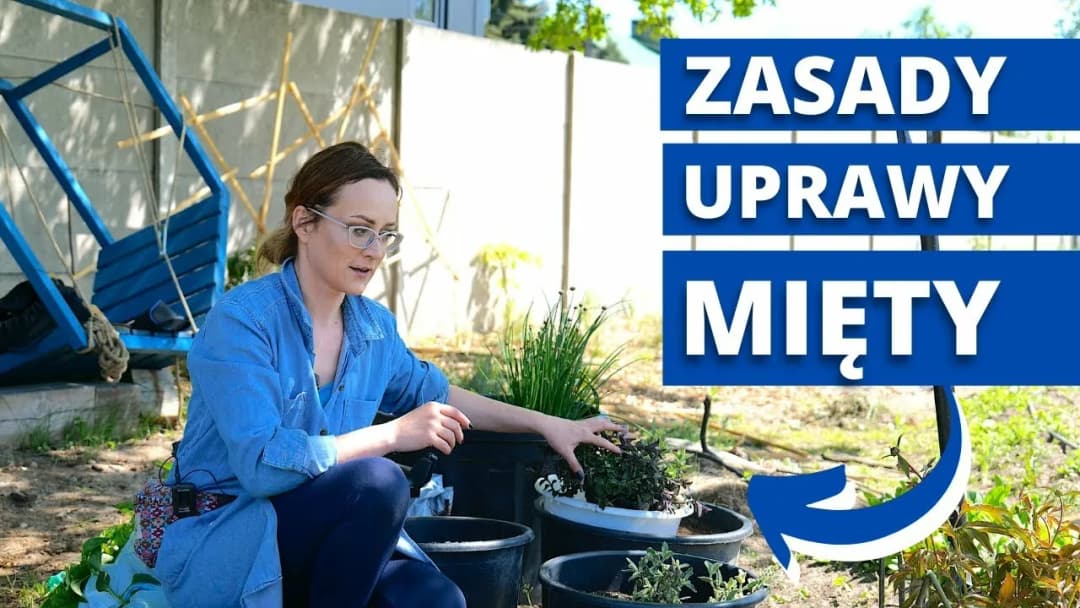 Jak posadzić miętę w ogrodzie bez błędów: poradnik krok po kroku dla początkujących