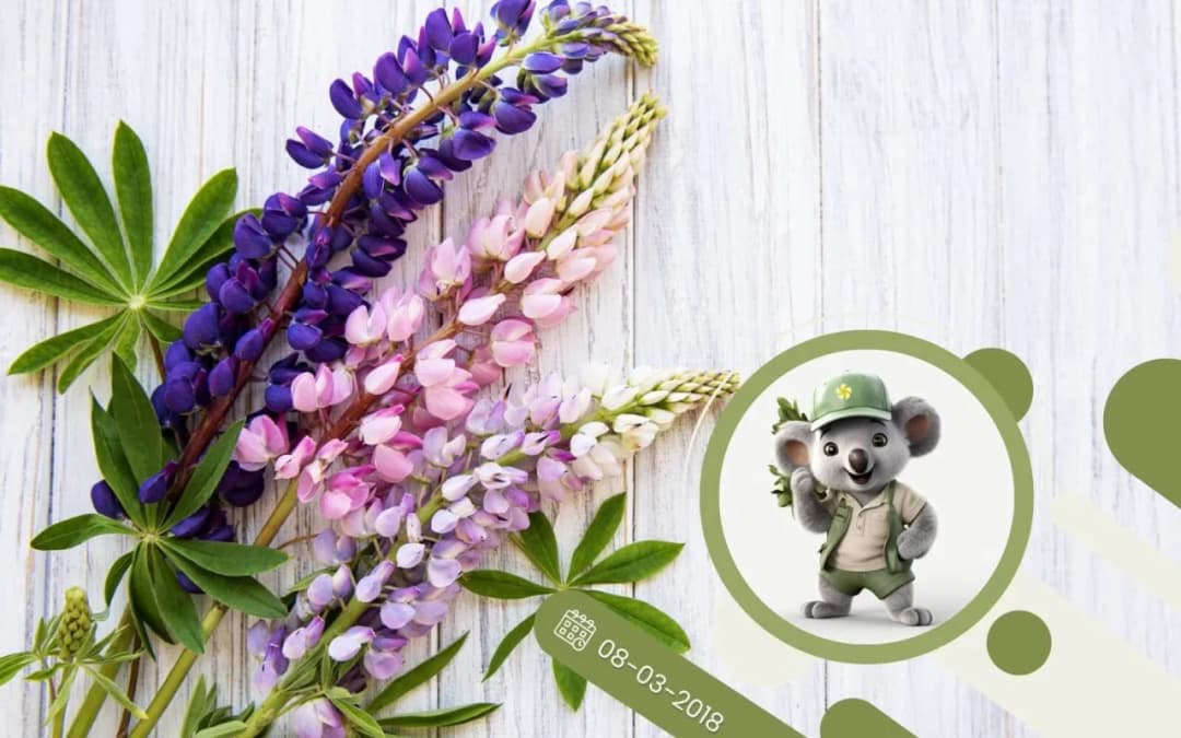 Jak długo kwitnie łubin? Odkryj jego fascynujący okres kwitnienia