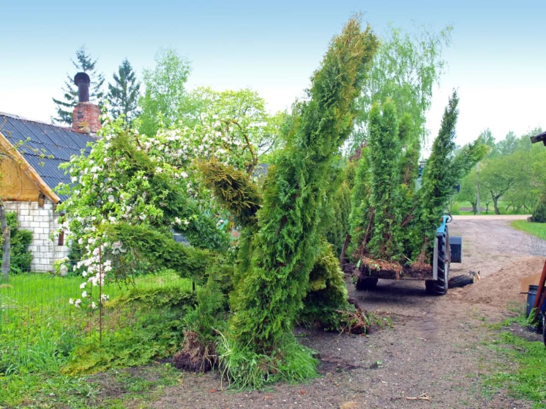 Jak prawidłowo przesadzać tuje, aby uniknąć uszkodzeń i zapewnić zdrowy wzrost