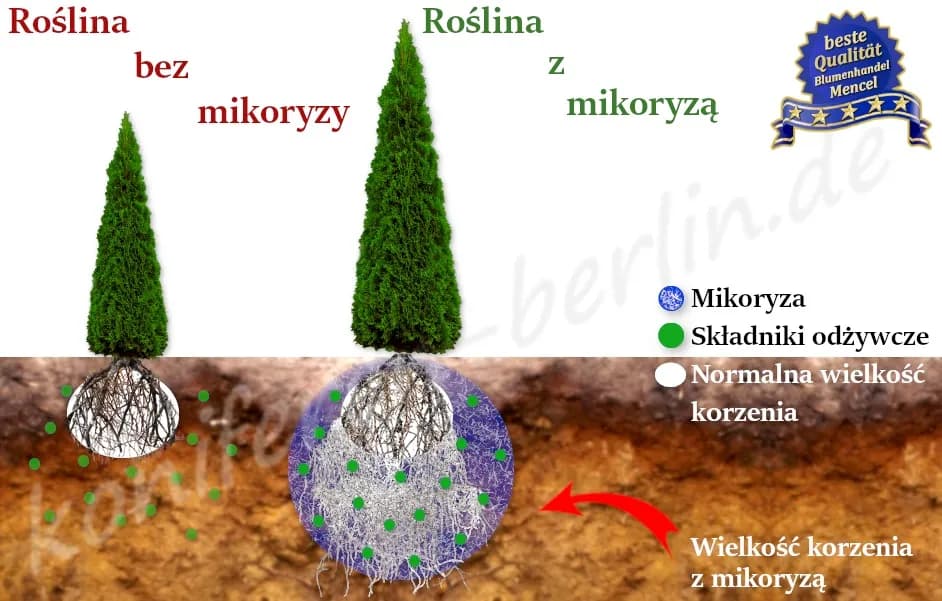 Czy tuje mają duże korzenie? Jak uniknąć problemów z systemem korzeniowym żywotników