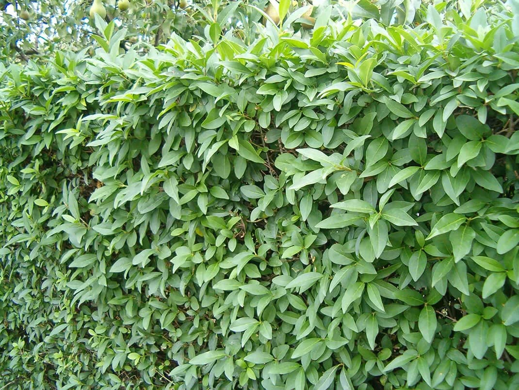 Żywopłot który szybko rośnie: najlepsze rośliny do Twojego ogrodu